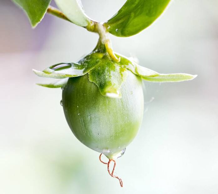 Aceite hidratante antiarrugas obtenido del fruto de jojoba